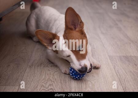 Jack Russell il cane gioca con una palla blu Foto Stock
