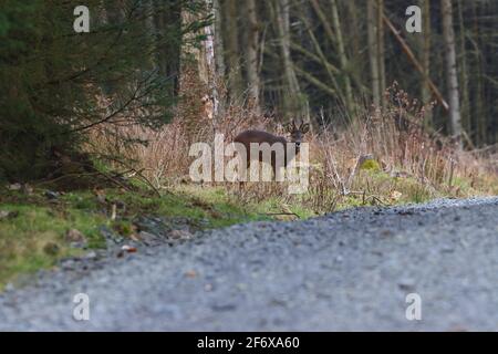 Roe Deer in una foresta a Springtime Foto Stock