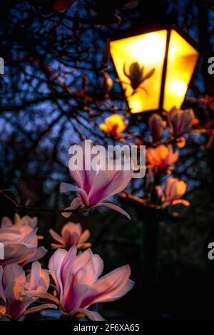 Fiori rosa magnolia a fuoco e fuori fuoco lampione arancione durante la sera buia, di notte Foto Stock