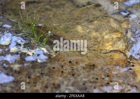 Un Newt liscio in uno stagno di foresta a Springtime. Foto Stock