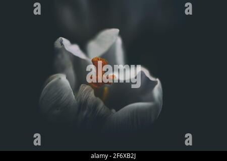 Fiore bianco di croco primaverile all'aperto la mattina presto, primi fiori primaverili Foto Stock