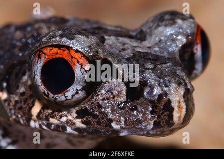 Particolare della rana la rana sarawak sottile lettiera (Leptolalax gracilis) occhio misterioso Foto Stock