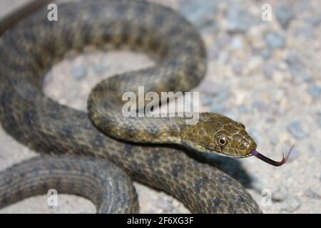 Serpente di dadi (Natrix tessellata) con lingua fuori Foto Stock