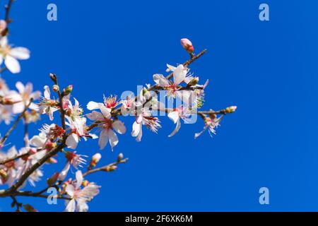 Fiori rosa bianchi in fiore in primavera su sfondo blu del cielo. Primo piano di fiori di ciliegia e mandorle su un ramo di albero. Foto Stock