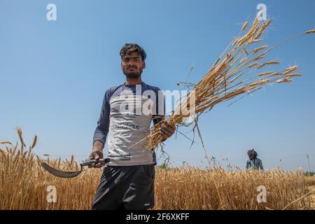 Ghaziabad, India. 03 Apr 2021. Shahrukh khan raccolti di 18 anni raccolti di grano in un campo nel distretto di Ghaziabad di Utttar Pradesh.raccolta dati rilasciati dal ministero agricolo, gli agricoltori hanno già raccolto raccolto inverno su 390 ettari di lakh di terreno agricolo su 697 ettari lakh. (Foto di Pradeep Gaur/SOPA Images/Sipa USA) Credit: Sipa USA/Alamy Live News Foto Stock