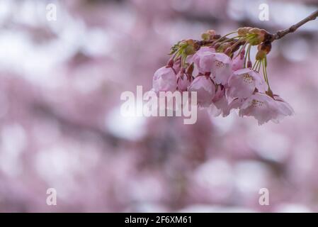 Primo piano fotografia di Cherry Blossom con sfondo fiorito di ciliegi Foto Stock