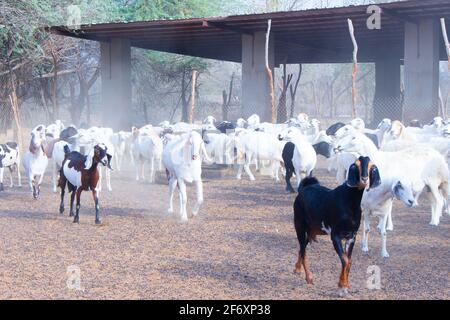 Allevamento di capra deserto Arabia Saudita Foto Stock