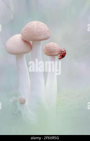 Primo piano di un ladybug sui funghi selvatici che crescono nella foresta, Indonesia Foto Stock