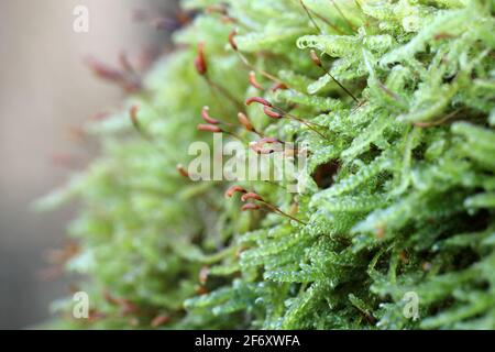 Primo piano Vista del dettaglio di Moss che mostra le teste fruttuose di Spore che crescono su una filiale, North Pennines, Teesdale, County Durham, UK Foto Stock