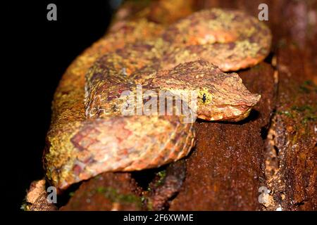 Borneo pit viper (Trimeresurus borneensis) giovane individuo in habitat naturale Foto Stock