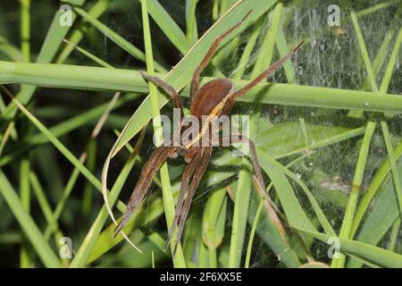 Maschio di Fen Raft Spider (Dolomedes plantarius) Foto Stock