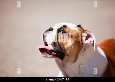 Bulldog francese faccia Foto Stock