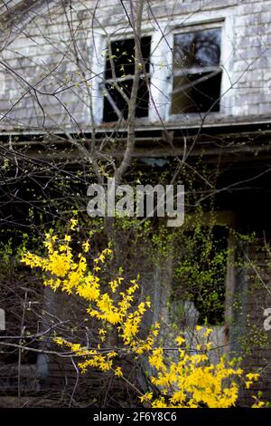 Vecchia casa Spooky abbandonata in Pennsylvania rurale mostra nuovi segni di vita primaverile con il giallo Forsythia selvaggia Foto Stock