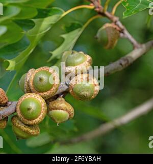 Frutta della quercia palude, Quercus palustris Foto Stock