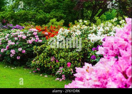 Rhododendron fiori in giardino, Svezia. Foto Stock