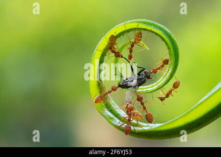 Formica azione standing.Red formiche stanno arrampicando viti verdi, lavoro di squadra di concetto Insieme Red ANT, Weaver Ants (Oecophylla smaragdina), azione di ant portare cibo Foto Stock