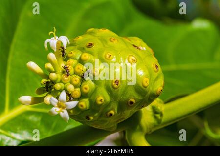 Noni Fruit Morinda citrifolia con fiori popolari con formiche in Playa del Carmen Messico. Foto Stock