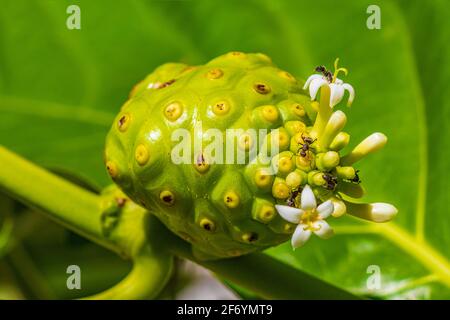 Noni Fruit Morinda citrifolia con fiori popolari con formiche in Playa del Carmen Messico. Foto Stock