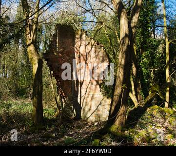 Le rovine crumbling di Norris Hill Cottages nella foresta nazionale vicino Moira North West Leicestershire. Foto Stock