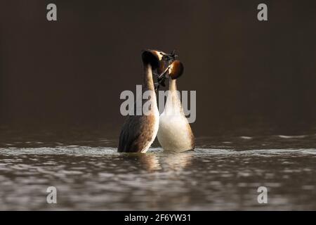 Grande coppia di grebes crestati (Podiceps cristatus) che esegue parte del rituale di corteggiamento conosciuto come la danza delle erbacce. Foto Stock