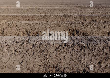 Fila di tumulo di suolo, preparando suolo per campo agricolo per crescere pianta. Foto Stock