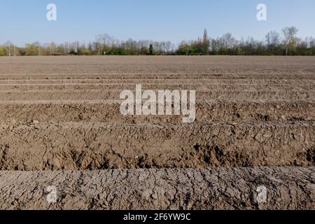 Fila di tumulo di suolo, preparando suolo per campo agricolo per crescere pianta. Foto Stock