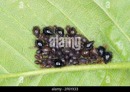 Colonia della Ciliegia nera afida o ciliegia fratta (Myzus cerasi) su foglia di ciliegie. È un parassitino in Orchard. Foto Stock