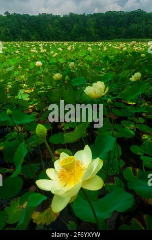 Fiori di loto americani, Milford, Michigan Foto Stock