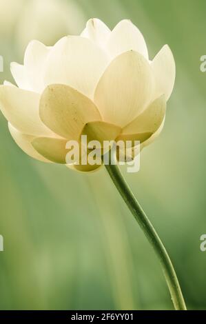 Ritratto di fiori di loto gialli (Nelumbo lutea) Foto Stock