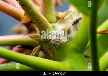 Hairy Caterpillar of Tussock Moth sul ramo della fabbrica di mango. Messa a fuoco selettiva utilizzata. Foto Stock