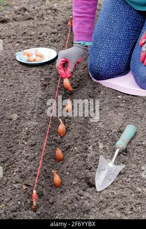 Donna che pianta scalogni. Semina diretta di una serie di scalogni di banane 'Longor' in un orto. REGNO UNITO Foto Stock