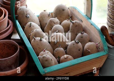 Patate da semina chitting su un caldo davanzale in primavera. Solanum tuberosum 'Ratte' potatoesUK. Foto Stock