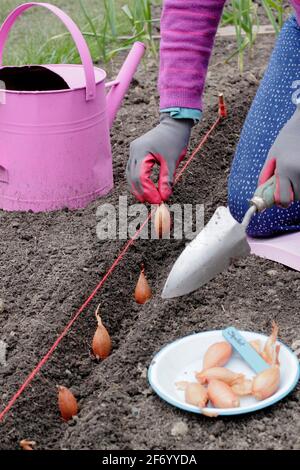 Donna che pianta scalogni. Semina diretta di una serie di scalogni di banane 'Longor' in un orto. REGNO UNITO Foto Stock