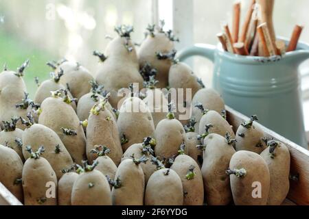 Patate da semina chitting su un caldo davanzale in primavera. Solanum tuberosum 'Ratte' potatoesUK. Foto Stock