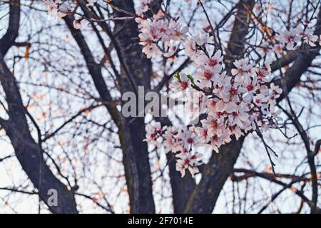 Fiori di mandorle in fiore durante la primavera. Foto Stock