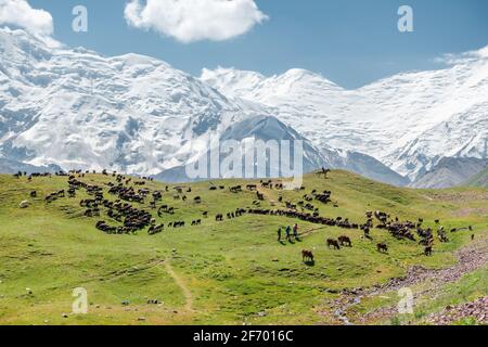 Cavalli e mucche pascolano in un pascolo vicino al campo base di Lenin Peak, cresta montana del Pamir innevata al confine tra Kirghizistan e Tagikistan Foto Stock