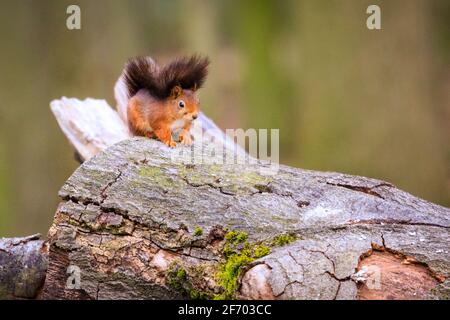 Haltern, NRW, Germania. 3 Apr 2021. Un piccolo scoiattolo rosso (Sciurus vulgaris) crogiolarsi nel caldo sole del pomeriggio su un tronco di albero in un bosco vicino a Haltern nella Renania Settentrionale-Vestfalia. Le popolazioni di scoiattoli rossi sono ancora in declino in tutto il mondo e sono una specie protetta nella maggior parte dell'Europa. Credit: Imageplotter/Alamy Live News Foto Stock