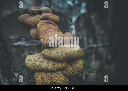 mazzo di vecchi funghi parassiti selvaggi che crescono su betulla tagliata Tronco trovato nella foresta lettone Foto Stock