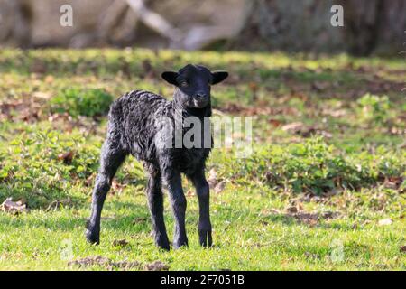 Münsterland, NRW, Germania. 3 Apr 2021. Un piccolo 'agnello pasquale' arrivo esplora i suoi dintorni. L'agnello, di pochi giorni e ancora traballante sulle gambe, è cautamente protetto dalla sua mamma e dalla piccola mandria di pecore Heidschnukke, una razza di pecore di brughiera dai capelli lunghi della Germania settentrionale. La mandria è tenuta dalla gestione forestale nella riserva naturale di Dülmen, nella campagna di Münsterland. Credit: Imageplotter/Alamy Live News Foto Stock