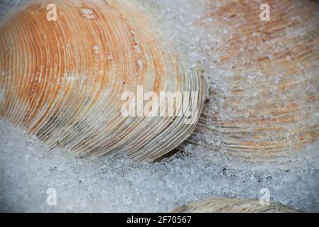 Gusci di argilla scartati coperti di neve. Foto Stock