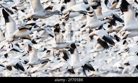 Oche da neve in volo nella Skagit Valley di Washington State Form una bizzard al decollo che si riempie completamente il telaio con alette di battimento Foto Stock