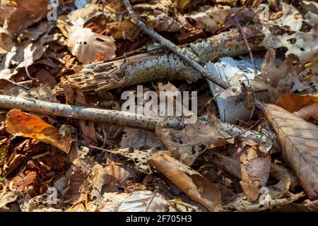 Foglie cadute e rami di betulla rotti sul terreno forestale In autunno Foto Stock