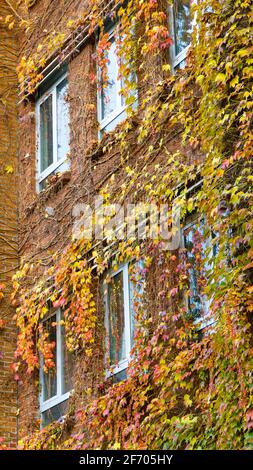 edificio in mattoni coperto di foglie d'autunno Foto Stock