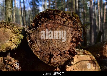 Struttura in legno. Estremità tagliata in sezione trasversale del log che mostra il pattern e la texture creati dagli anelli di crescita. Sezione attraverso tronco del legno. Annua Foto Stock