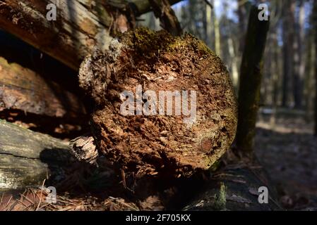 Struttura in legno. Estremità tagliata in sezione trasversale del log che mostra il pattern e la texture creati dagli anelli di crescita. Sezione attraverso tronco del legno. Annua Foto Stock