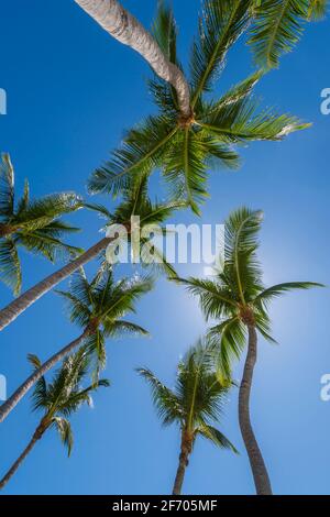 Guardando su a palme multiple, Key Largo Florida USA Foto Stock