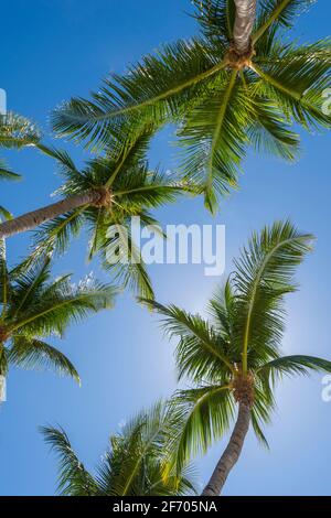 Guardando su a palme multiple, Key Largo Florida USA Foto Stock