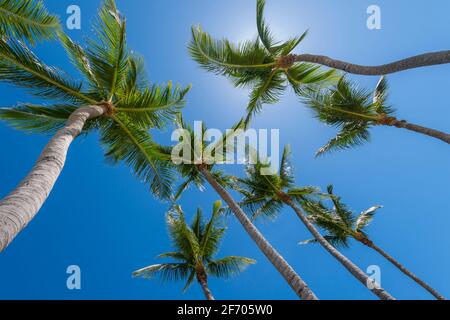 Guardando su a palme multiple, Key Largo Florida USA Foto Stock