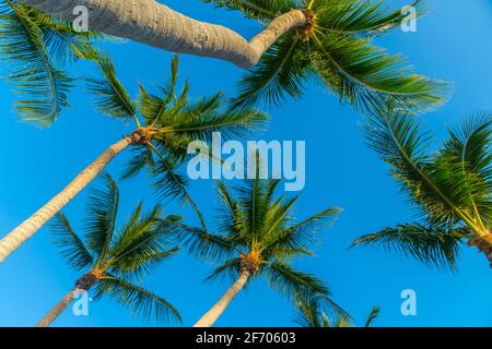 Guardando su a palme multiple, Key Largo Florida USA Foto Stock