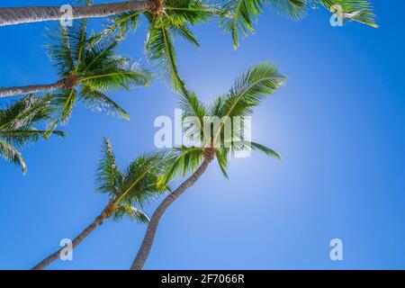 Guardando su a palme multiple, Key Largo Florida USA Foto Stock